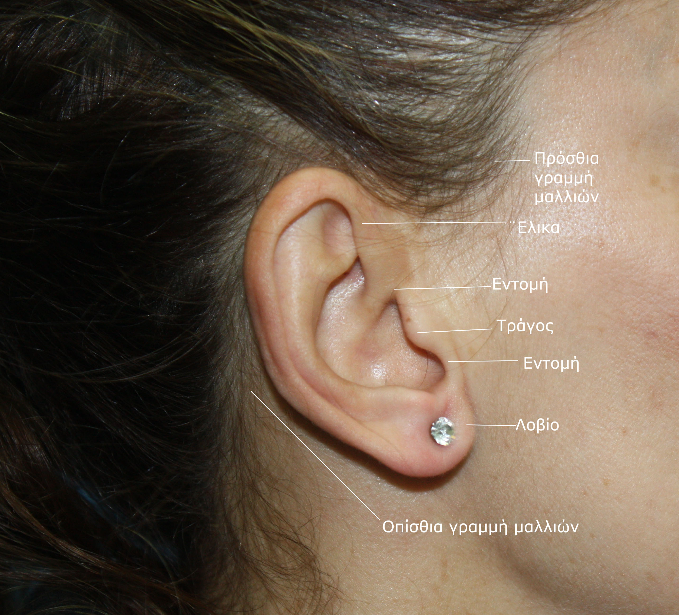 facelift anatomia